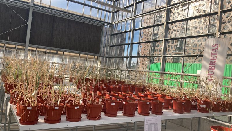 Wheat trial in the greenhouse